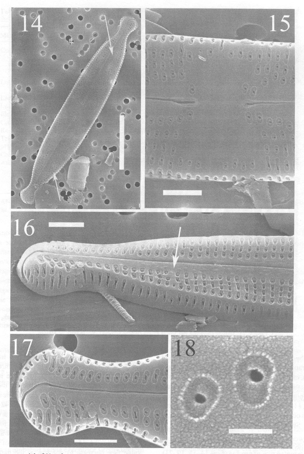 Nupela Potapovae Origimag2