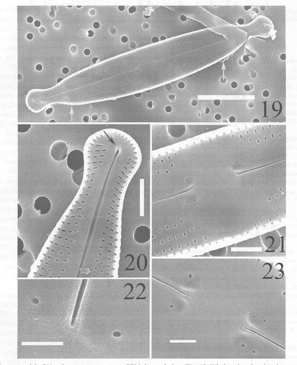 Nupela Potapovae Origimag3