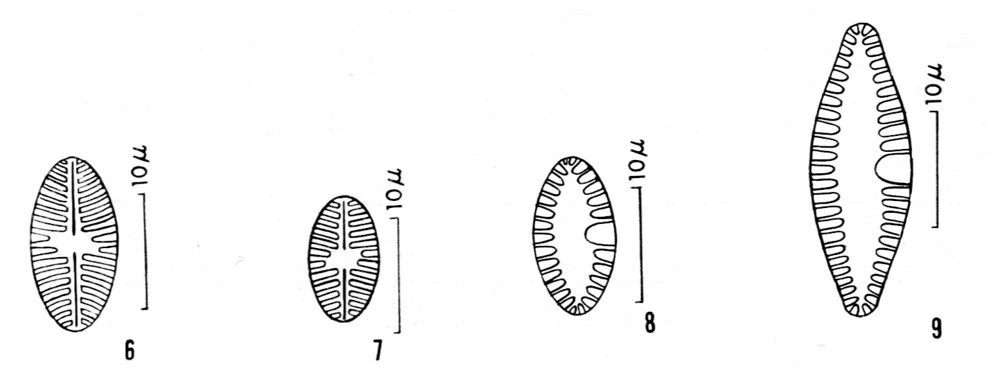 Plabbrev  Or Ill001