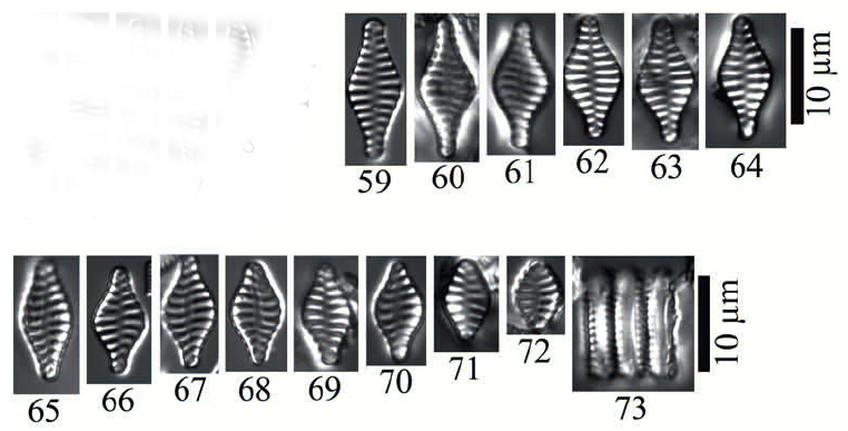 P Mimetica Orig Illus 1