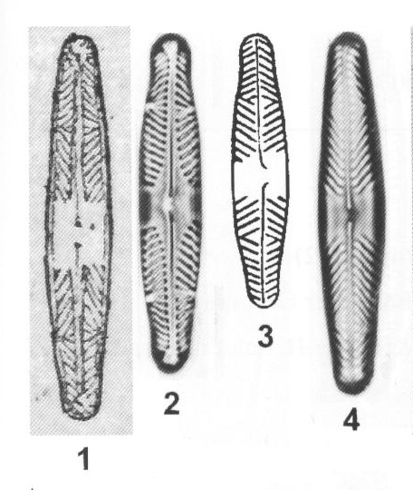 Pdivergent Origimag