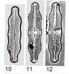 Pinn pluvianiformis org img