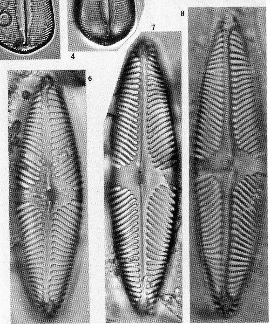 Pinnularia Suchlandtii Origimag2002