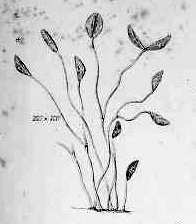 Plate Xxiv Fig 222  Cocconema Parvum  Smith1853