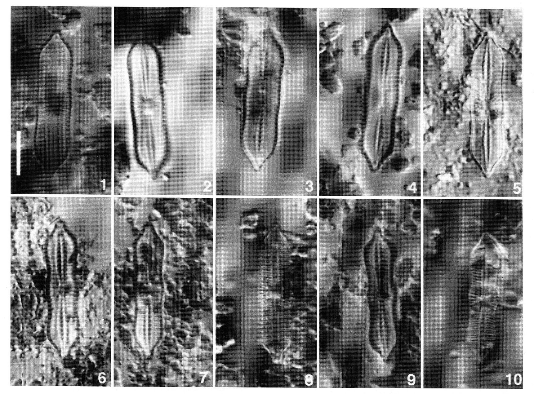 Playaensis Circumfimbria Origimag1001