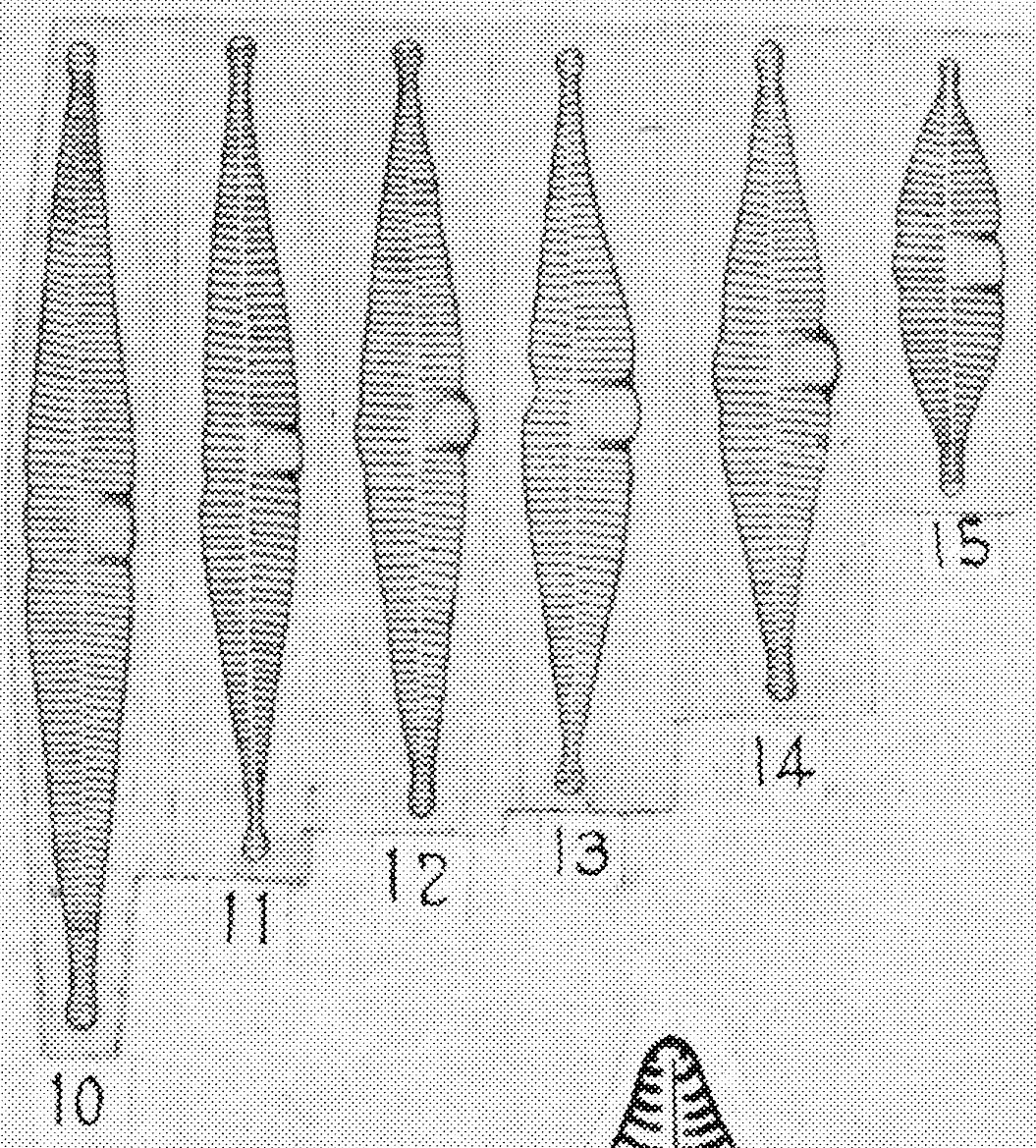 Symazam  Orig Illustr