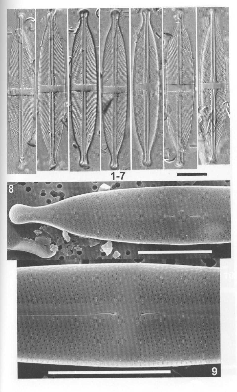 Sacidoclinatopsis Origimag