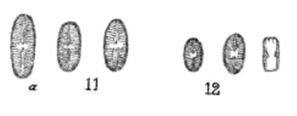 Satomoides Orig Drawings