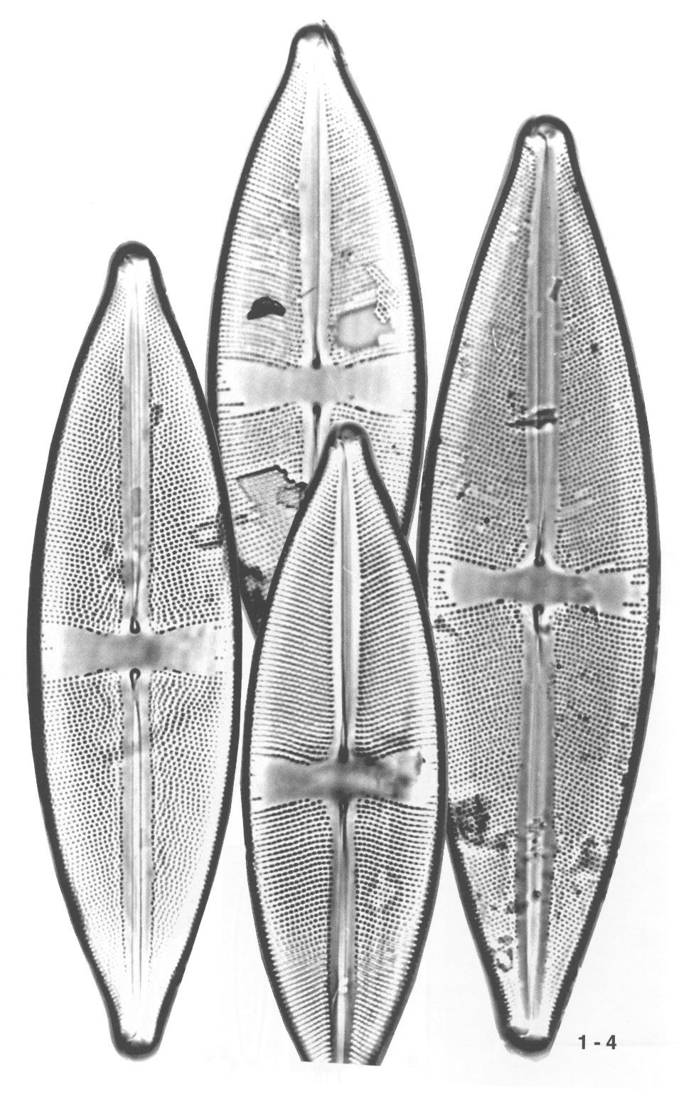 Scircumbor Origimag