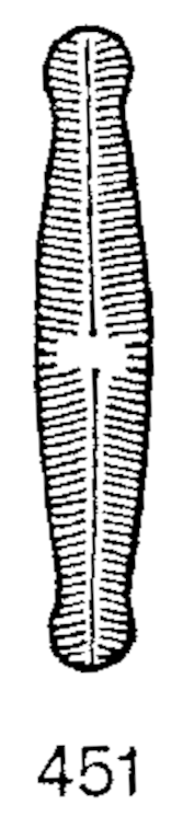 Navicula disjuncta orig illus