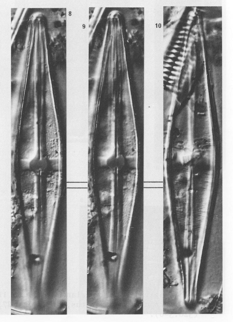 Sschroederi Origimag2