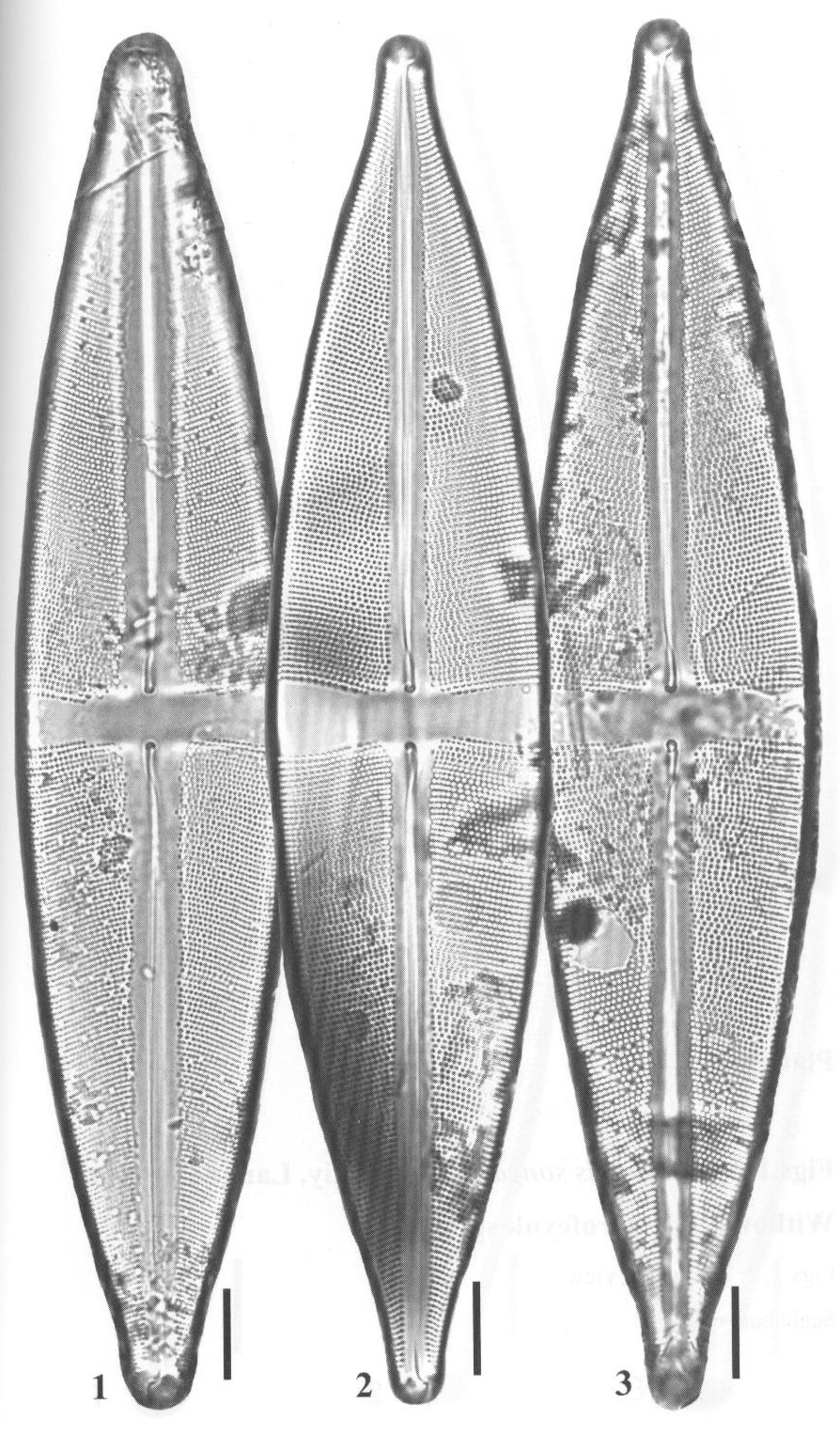 Ssonyae Origimag1