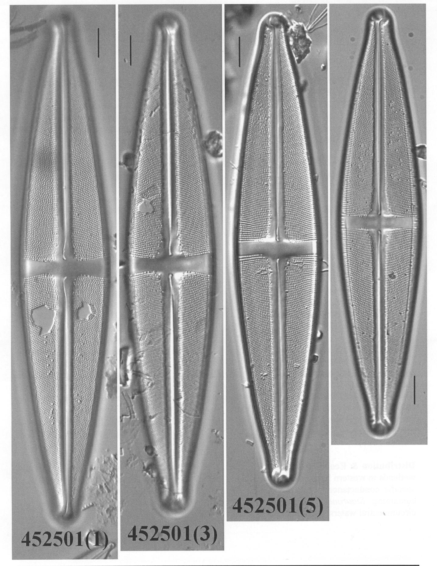 Ssubmarginalis Origimag1