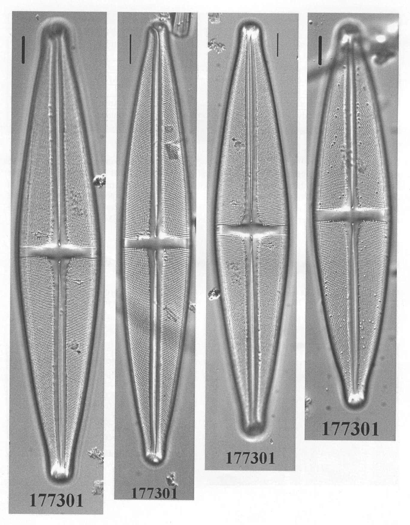 Ssubmarginalis Origimag2