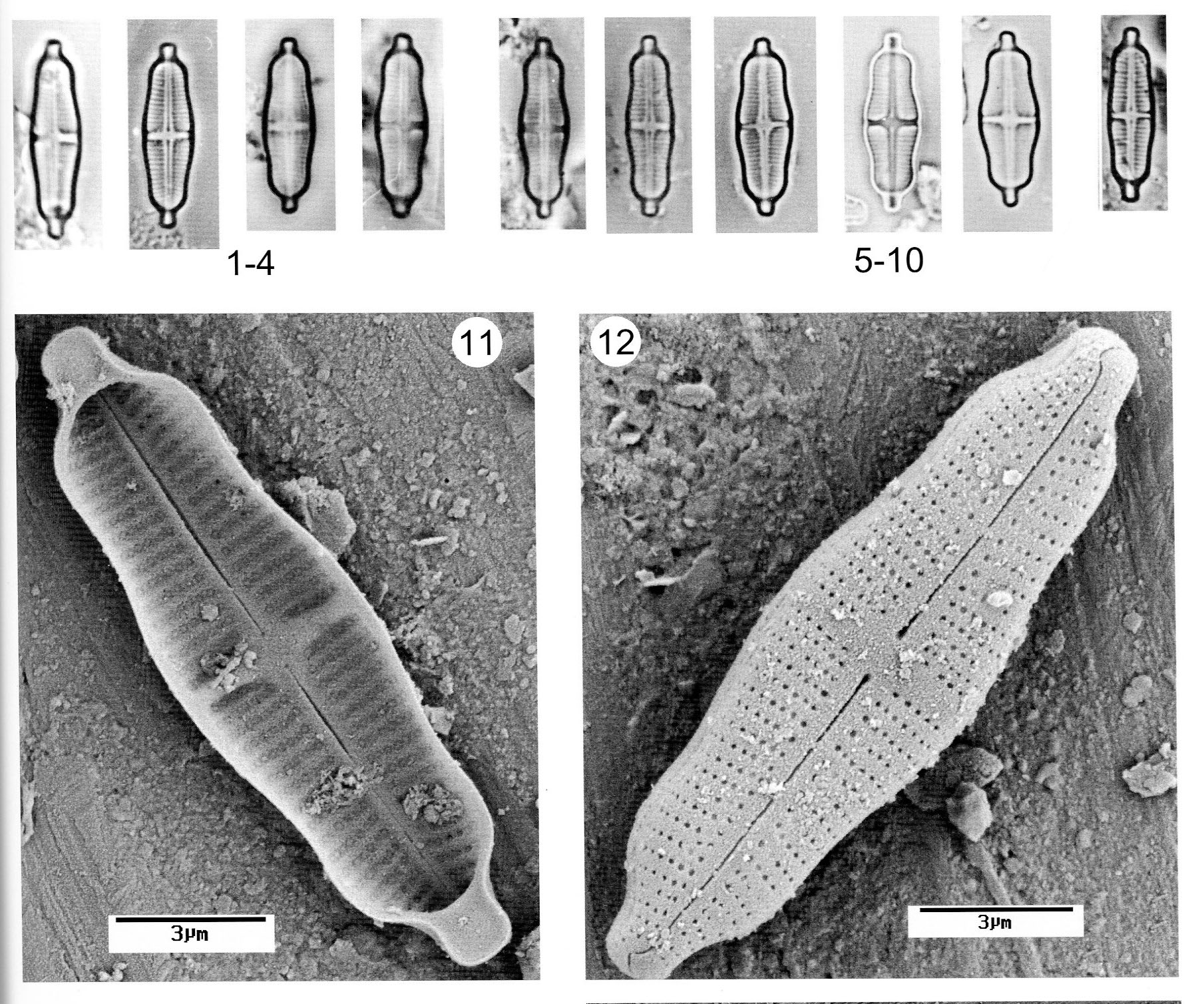 Stauroneis Separanda Origimag017