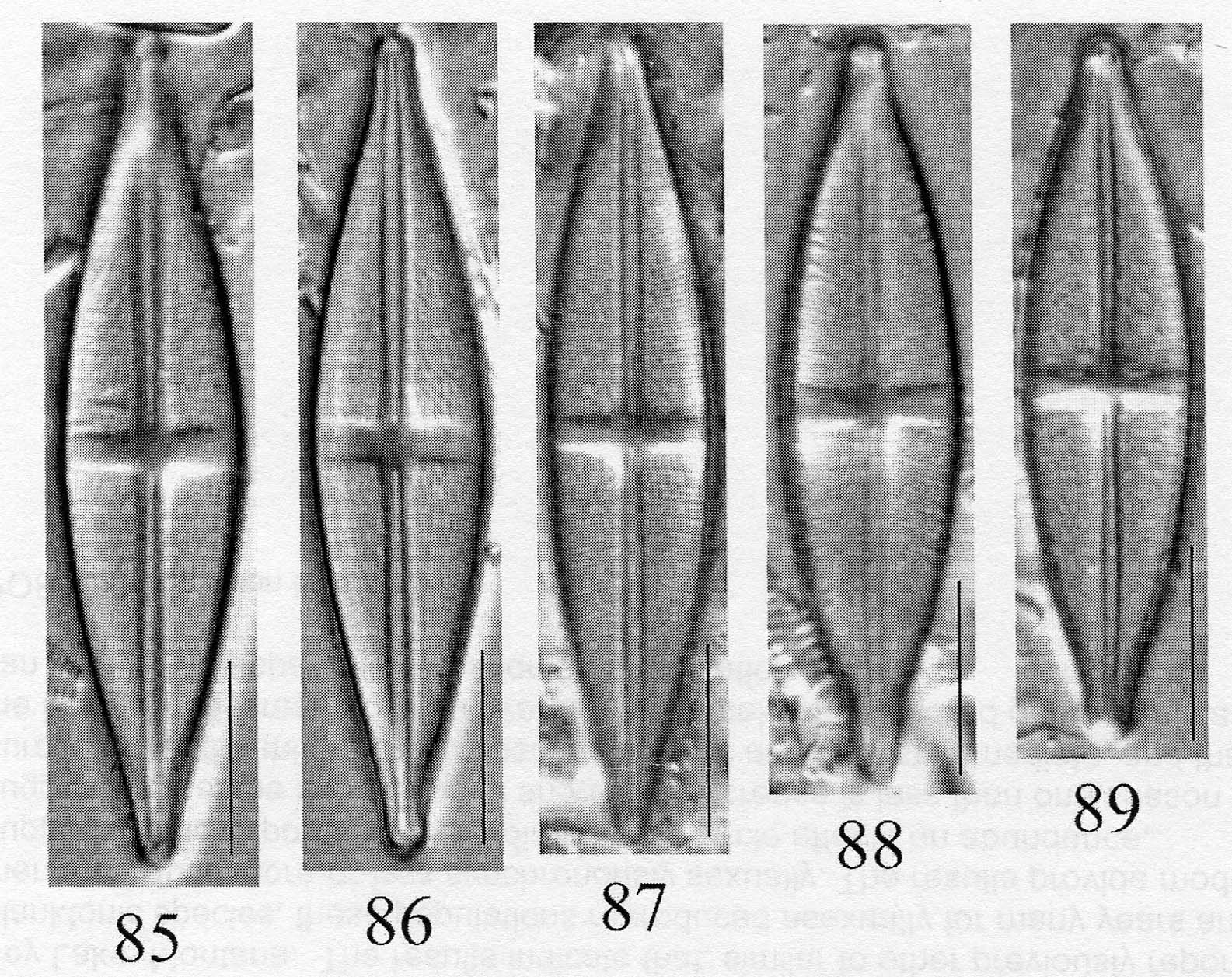 Stauroneisboyntoniae Origimag002