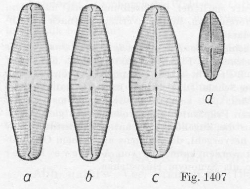 Staurophoratackei Origimag