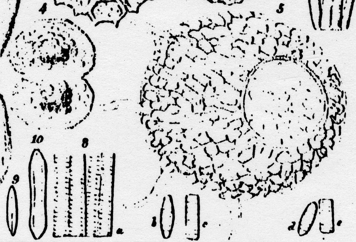 Staurosirella Pinnata  Iconotype