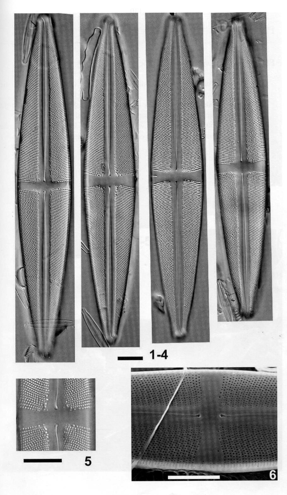 Stsupergracilis Origimag