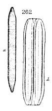 T Angustata Original Plate