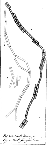 Tfenestrata Orig Ill