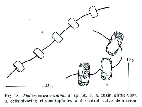 Thalassiosira minima orig illus