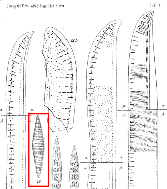 Tryblionella Lanceola Orig Illus