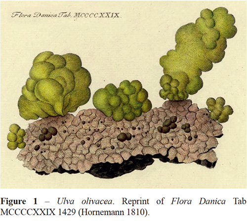 Ulva Olivacea Orig Illus