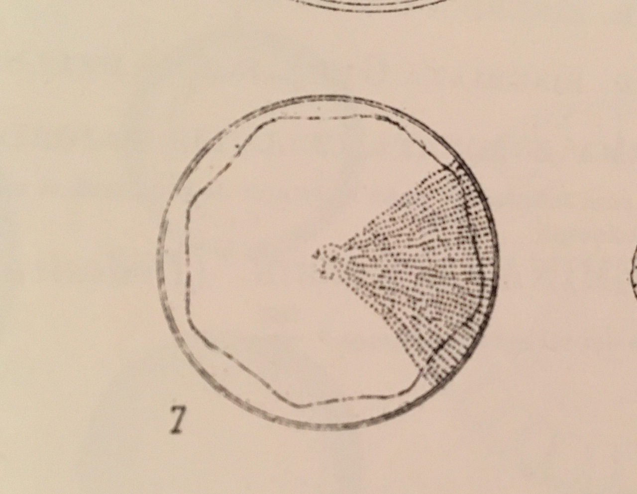 Van Heurck 1880 1881  Plxc Fig7