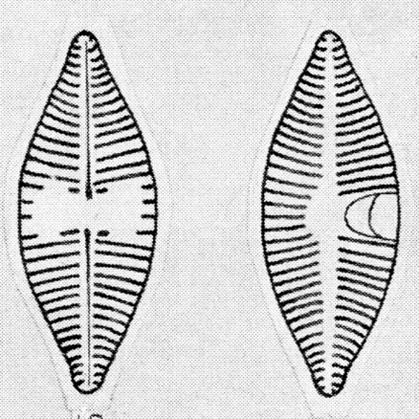 Achnanthes lanceolatoides orig illus