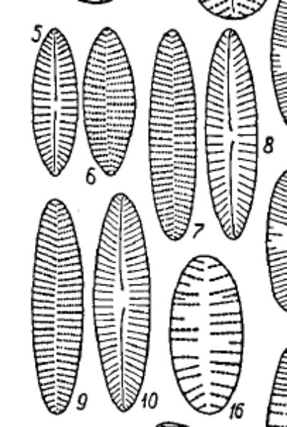 Achnanthes kraeuselii orig illus