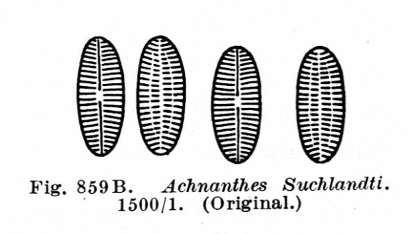 Achnanthes suchlandtii orig illus