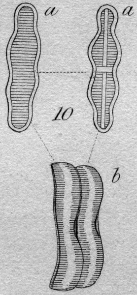 Achnanthes coarctata orig illus