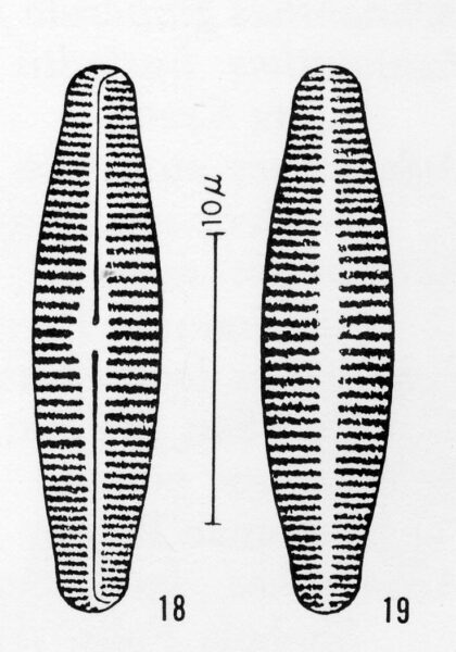 Achnanthes deflexa orig illus