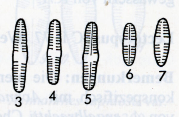 Achnanthes kriegeri orig illus