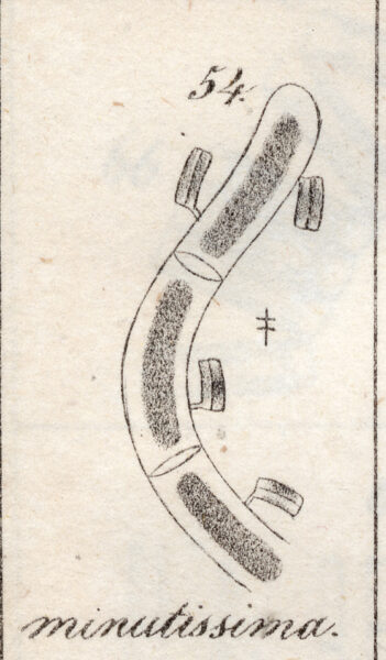 Achnanthes minutissima orig illus