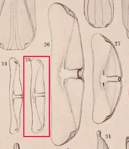 Amphora delphinea minor orig illus