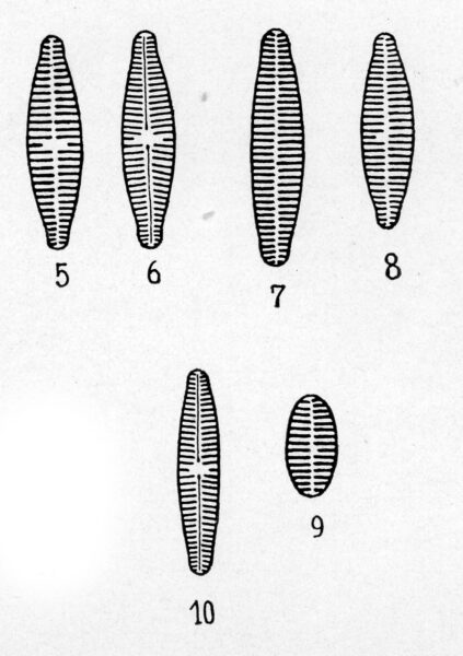  Achnanthes pyrenaica orig illus