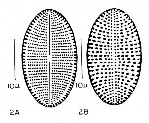 Cocconeis fluviatilis orig illus