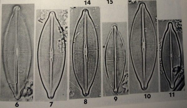 Craticula accomodiformis orig illus