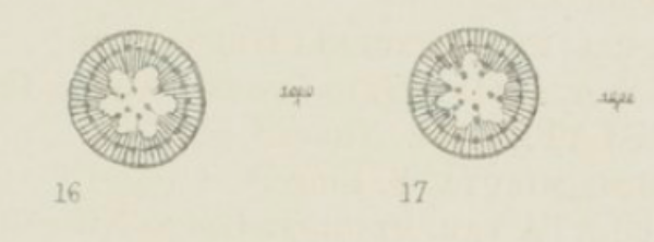 Cyclotella comensis orig illus