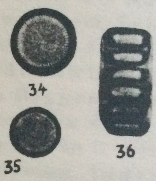 Cyclotella delicatula orig illus 2