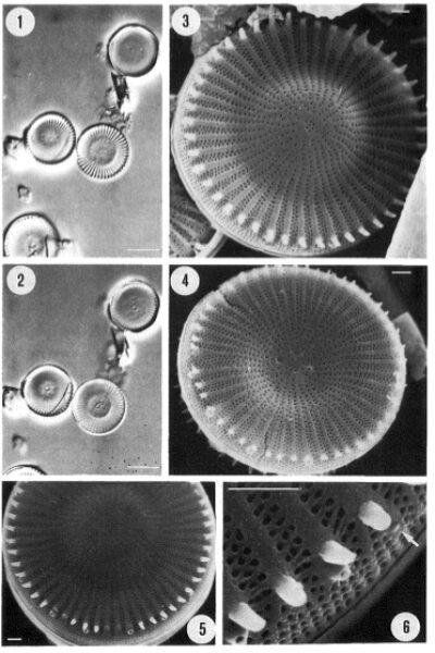 Cyclotella tholioformis orig illus