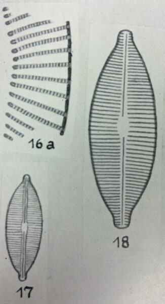  Navicula accomoda orig illus