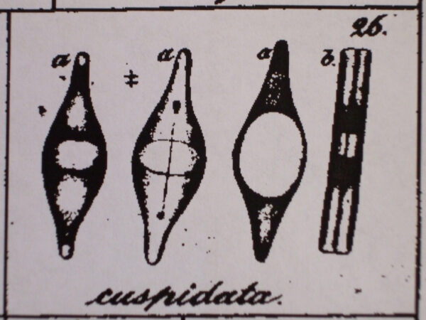 Frustulia cuspidata orig illus