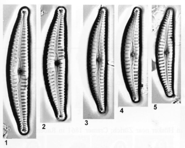 Cyclotella excisiformis orig illus 2