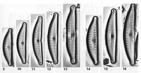 Cyclotella excisiformis orig illus 3