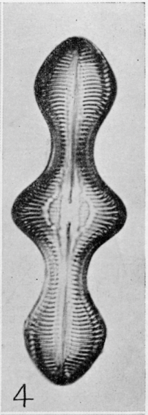 Caloneis lewisii orig illus