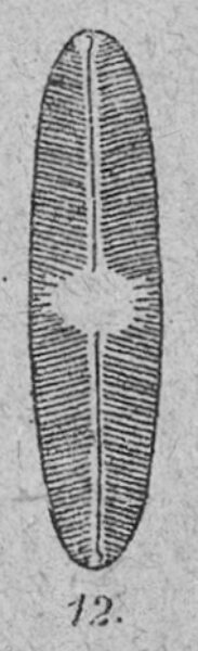 Cavinula variostriata orig illus