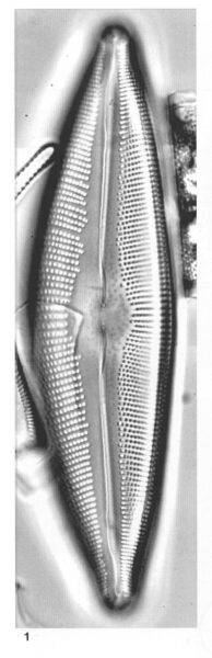 Cymbopleura crassipunctata orig illus 3